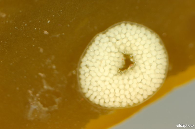 Eitjes van Gewone scheefhoren
