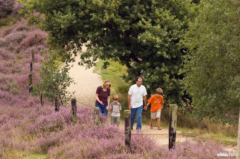 Wandelen op de heide