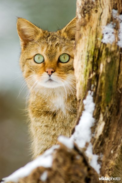 Wilde kat