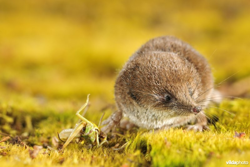 Dwergspitsmuis met sprinkhaan