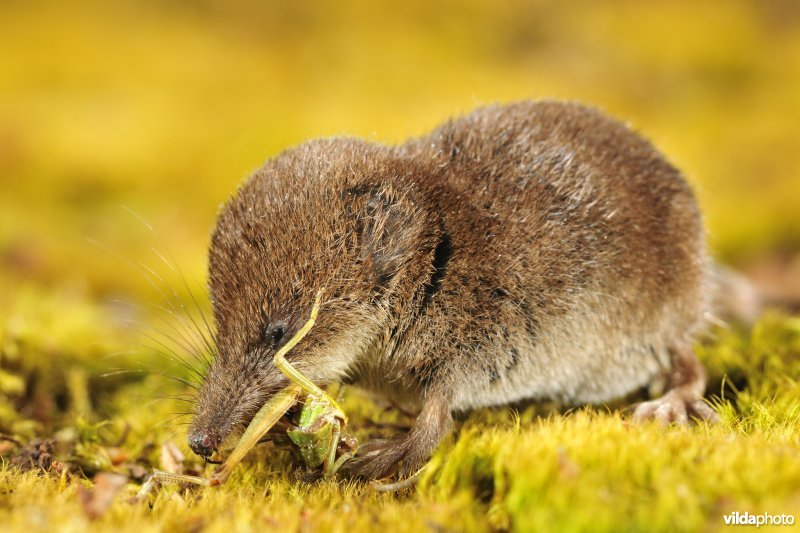 Dwergspitsmuis eet sprinkhaan