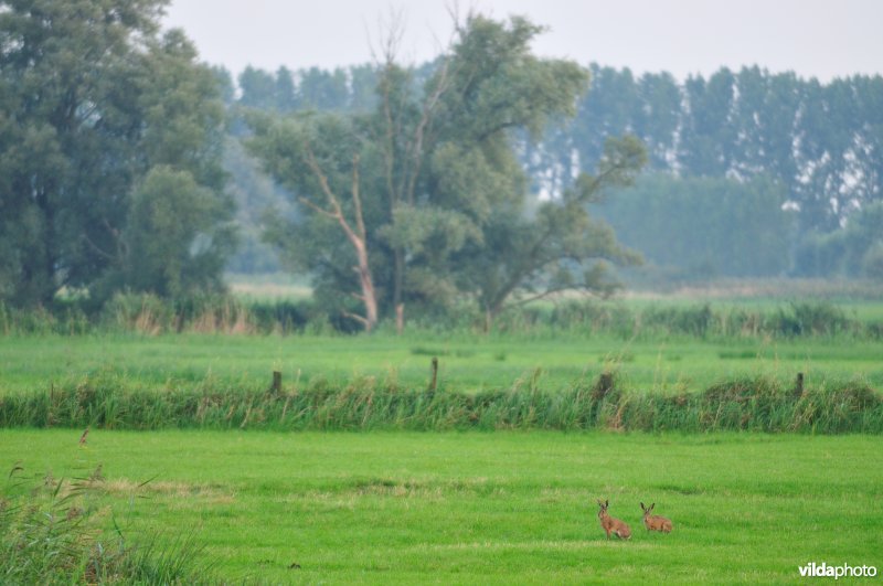 Hazen in de Blankaart