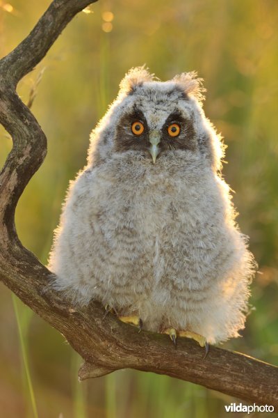 Ransuil takkeling
