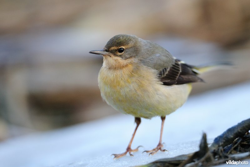 Grote gele kwikstaart