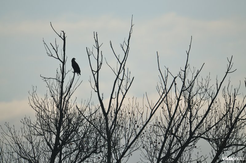 Zeearend in boom