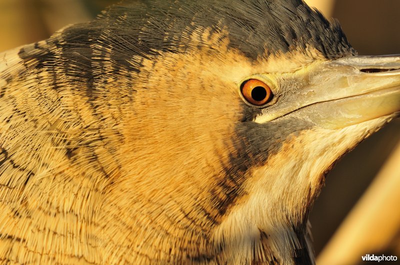 Close-up van Roerdomp