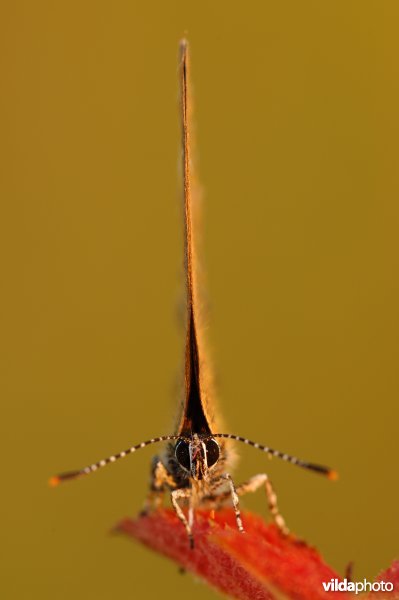 Grote vuurvlinder