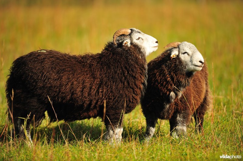 Herdwick schaap