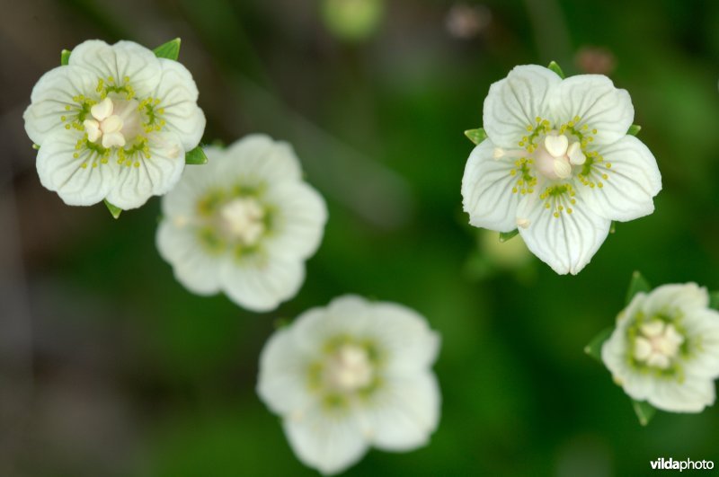 Parnassia's