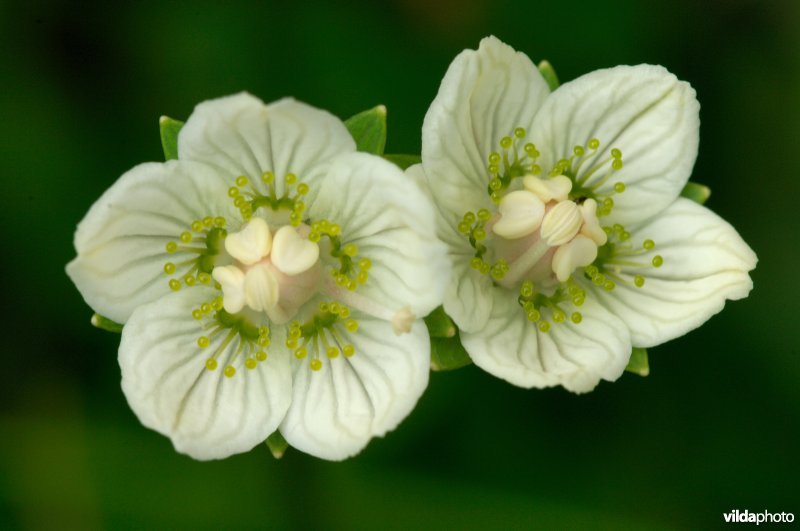 Duo parnassia's