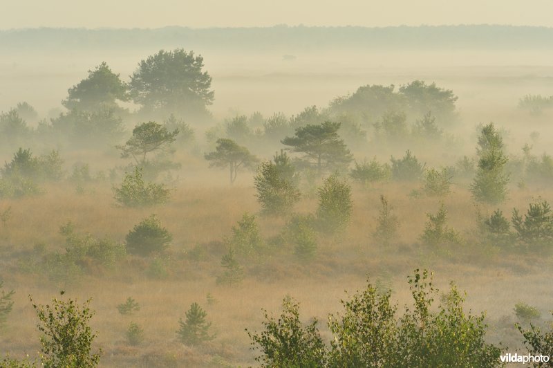 Groot schietveld