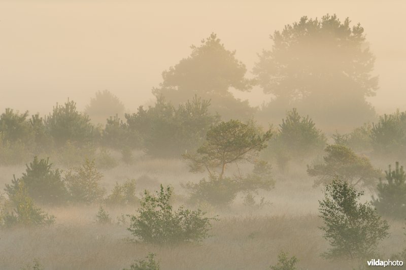 Groot schietveld