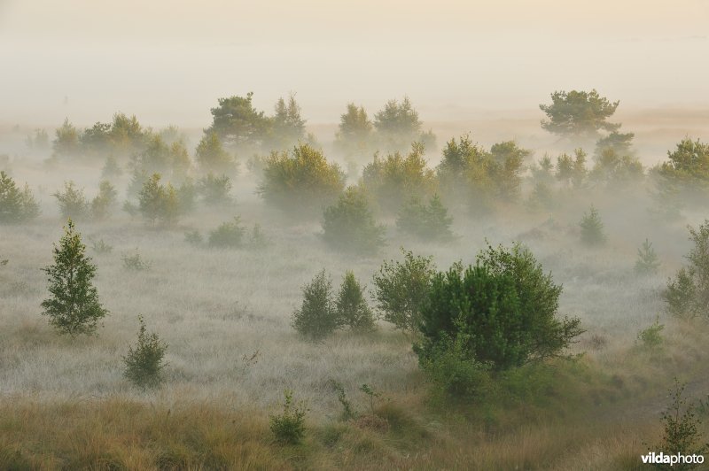 Groot schietveld