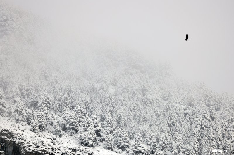 Zwevende Lammergier boven besneeuwde Ordessa vallei
