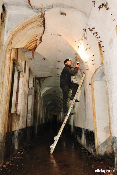 Vleermuizen tellen in het Fort van Oelegem
