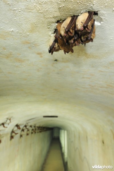 Vleermuizen in het fort van Oelegem