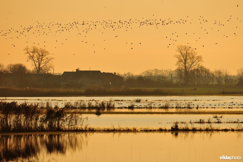 Noordschotebroek