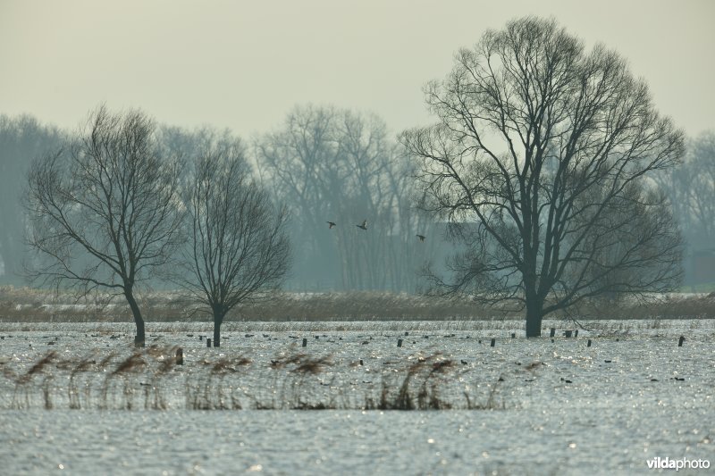 Overstroomde Woumenbroeken