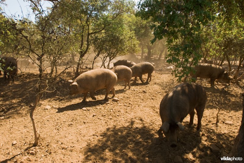Varkens in Spaanse dehesa