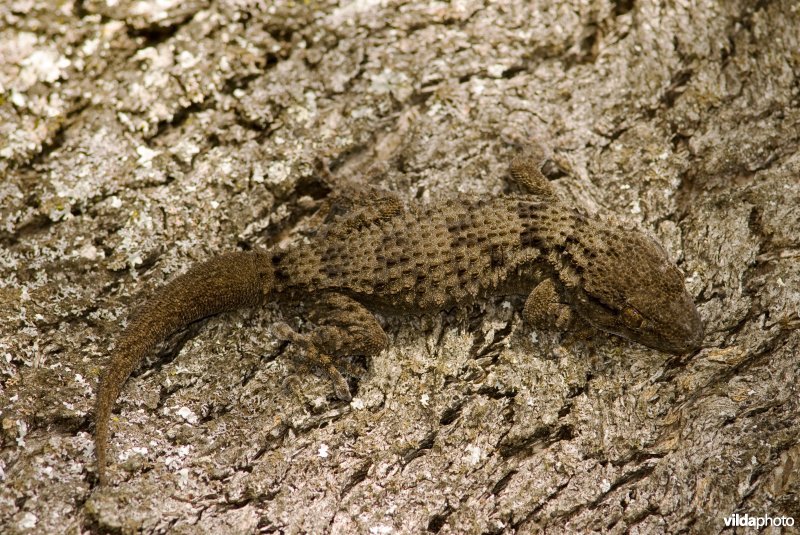 Gecamoufleerde gekko