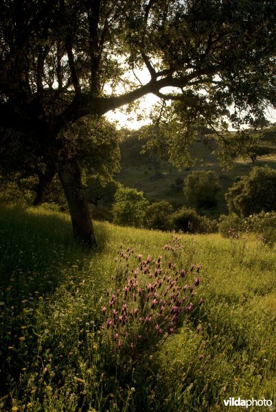 Kuiflavendel in dehesa