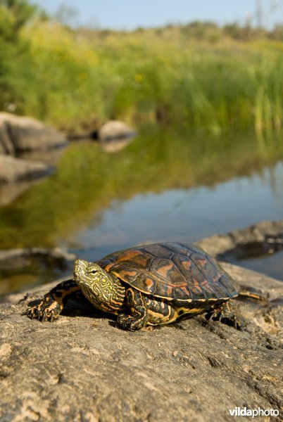 Moorse beekschildpad