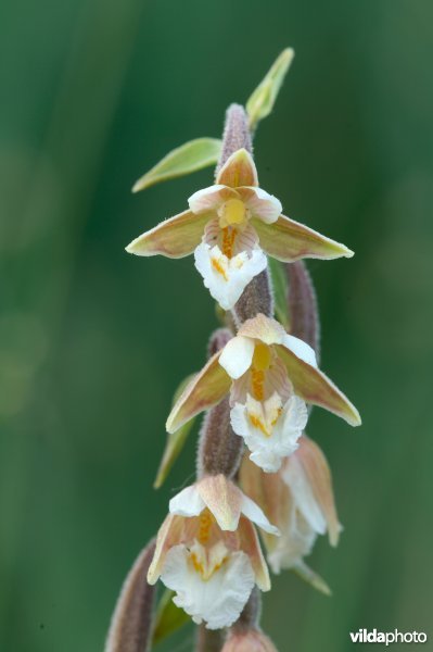 Moeraswespenorchis