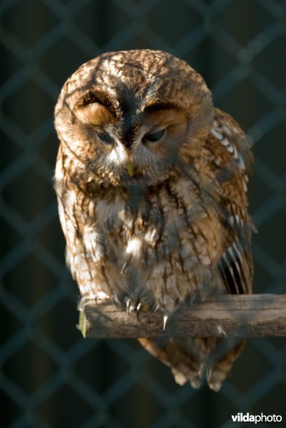 Bosuil achter gaas in een vogelopvangcentrum