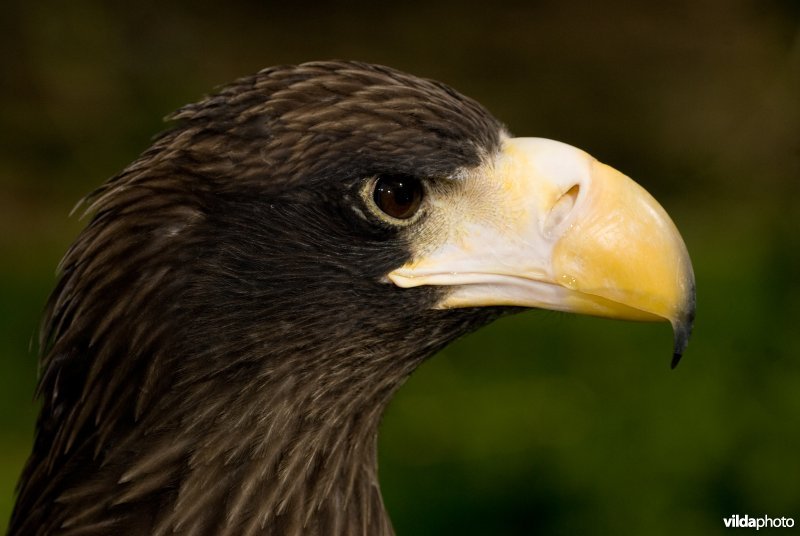 Portret van de kop van een stellers' zeearend