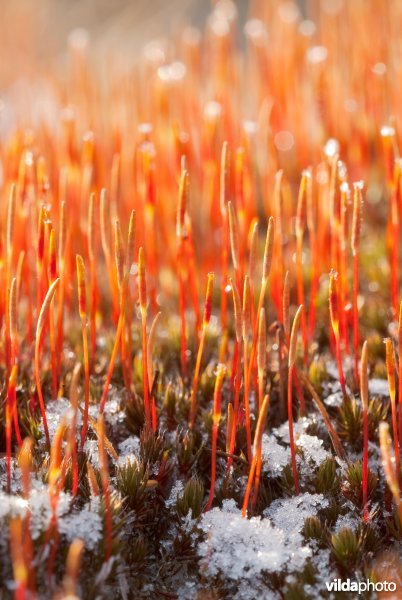 Winters zandhaarmos met sporen