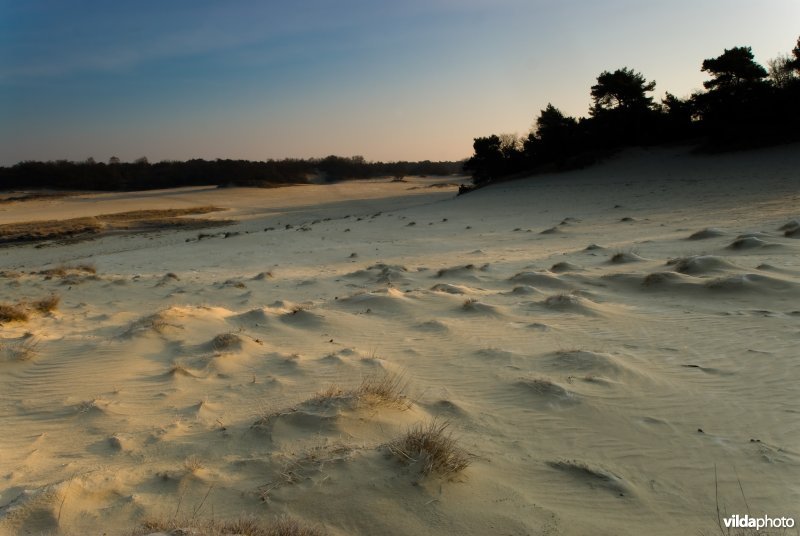 Loonse en Drunense Duinen