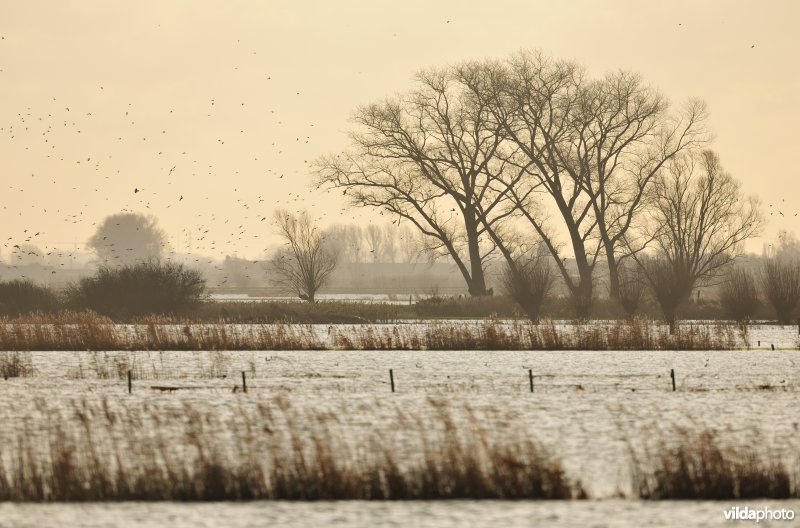 Overstroomde Noordschotebroek