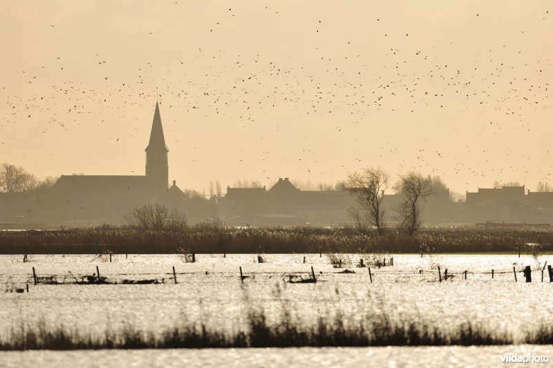 Wintervogels in de overstroomde Noordschotebroeken
