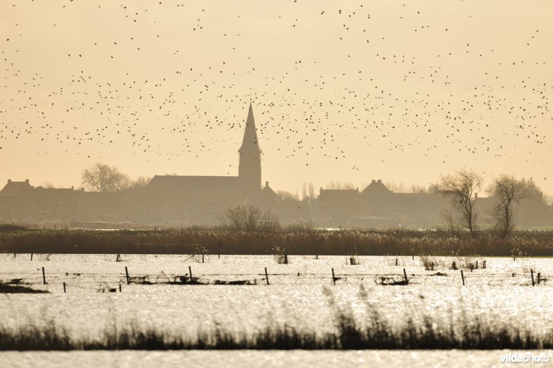 Wintervogels in de overstroomde Noordschotebroeken