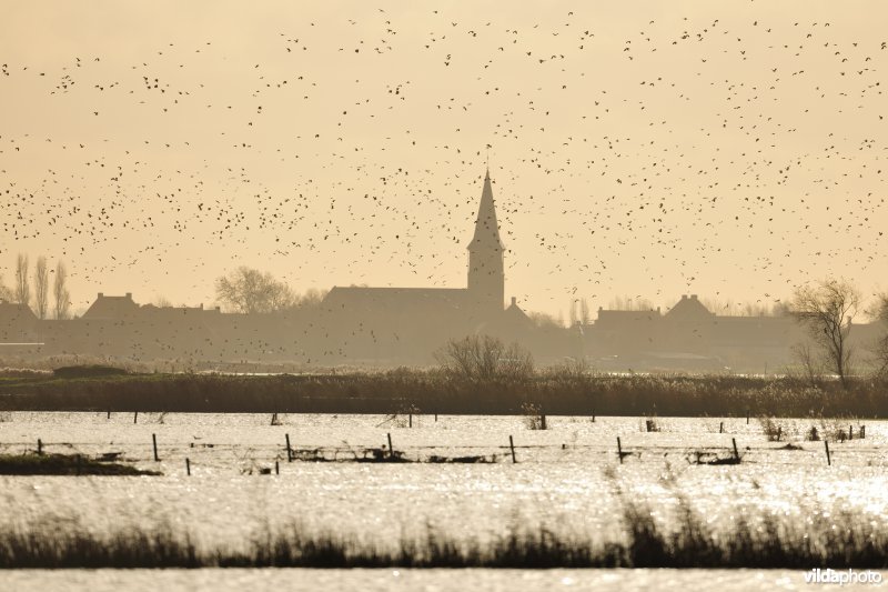 Wintervogels in de overstroomde Noordschotebroeken