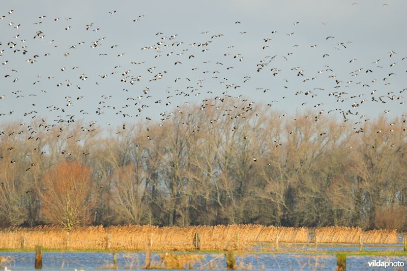 Overwinterende Kieviten boven Noordschotebroek
