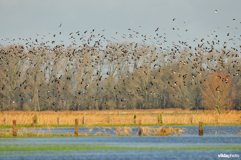 Overwinterende Kieviten boven Noordschotebroek