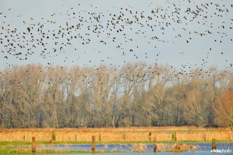 Overwinterende Kieviten boven Noordschotebroek