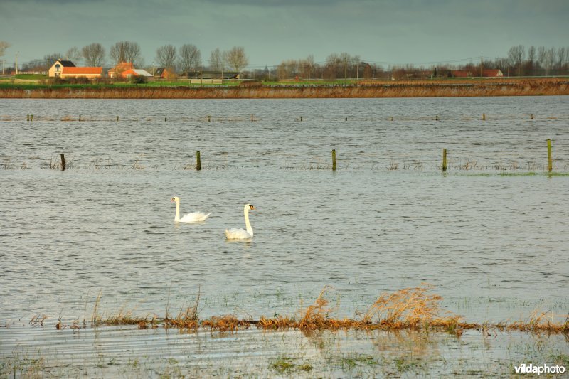 Overstroomde Noordschotebroek