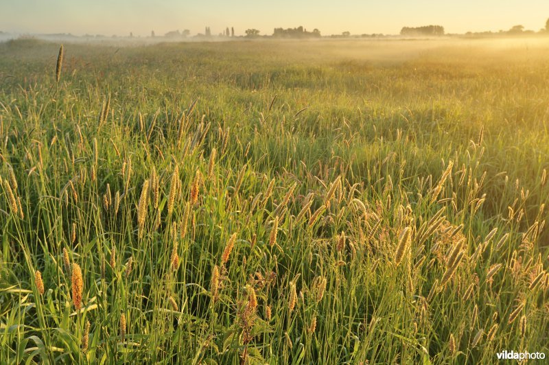 Grote vossenstaartgrasland in de Rillebroeken