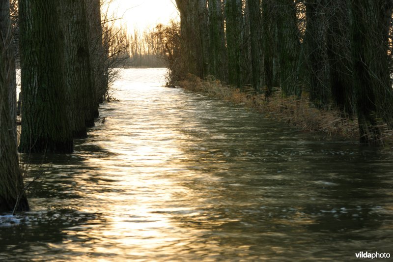 Overstroomde Rillebroeken