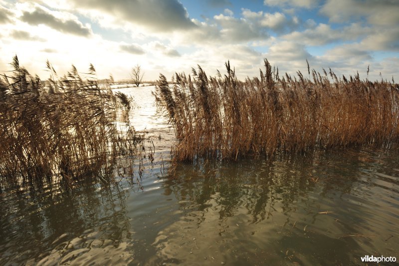 Overstroomde Houtensluisvaart, Rillebroek en rietkanten