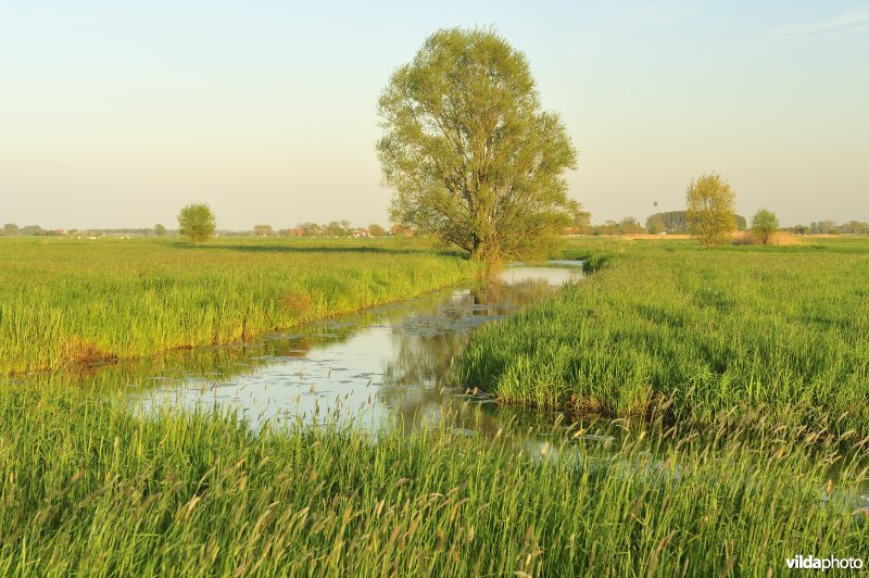 Koevaardeke in Merkembroek