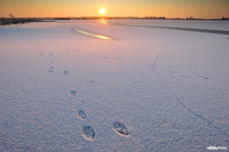 Sporen van haas in de besneeuwde Merkembroeken