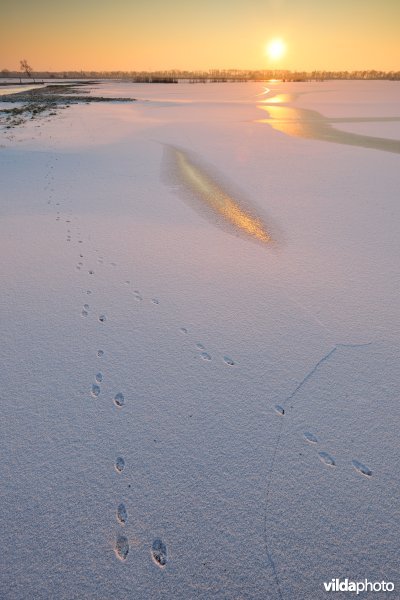 Sporen van haas in de besneeuwde Merkembroeken