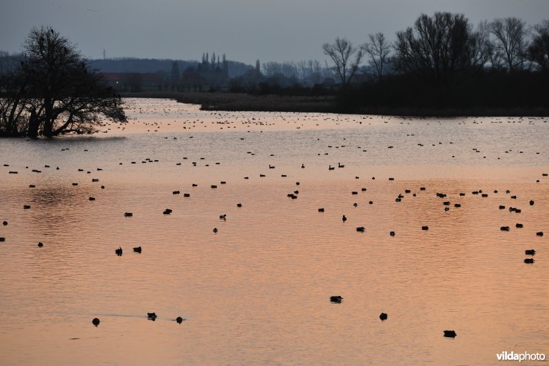 Overwinterende watervogels op de Blankaartvijver