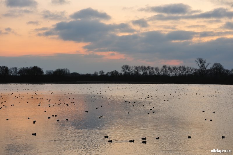 Overwinterende watervogels op de Blankaartvijver