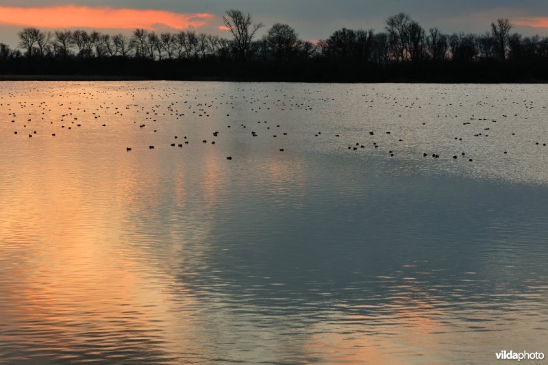 Overwinterende watervogels op de Blankaartvijver