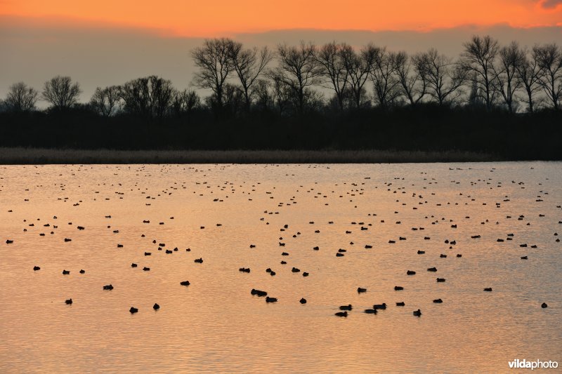 Overwinterende watervogels op de Blankaartvijver
