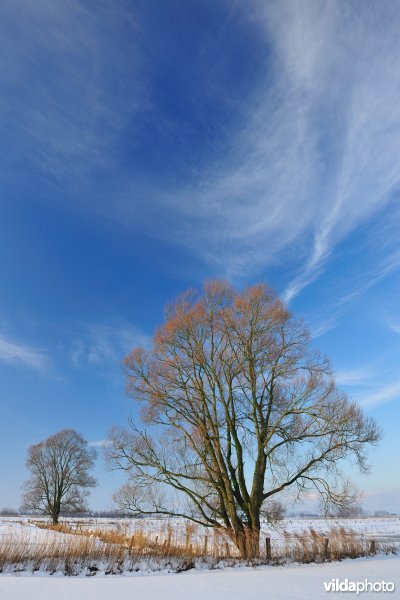 Vijfhuizenbroek